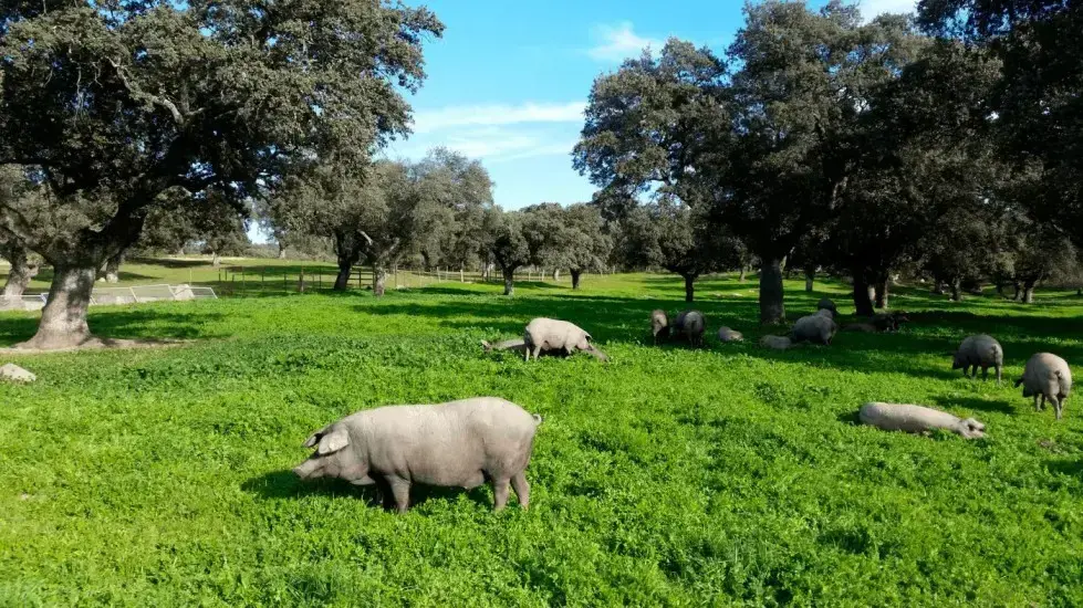 File:Cinta de lomo de cerdo, corte de lomo.jpg - Wikimedia Commons